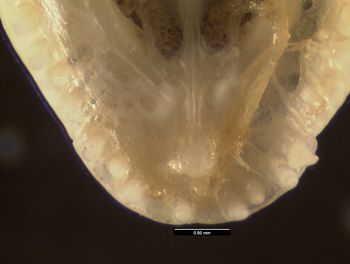 Media type: image;   Herpetology R-63928